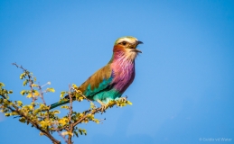 Lilac breasted roller, Namibia